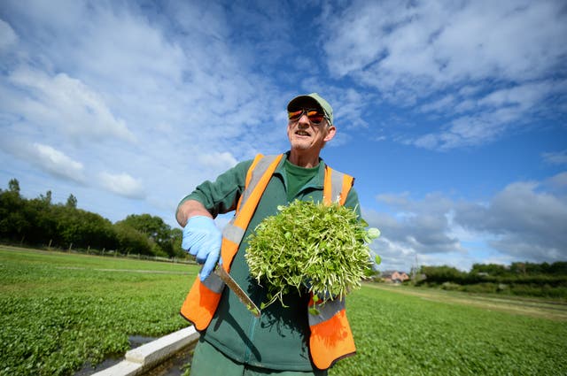 <p>Watercress has numerous health benefits</p>