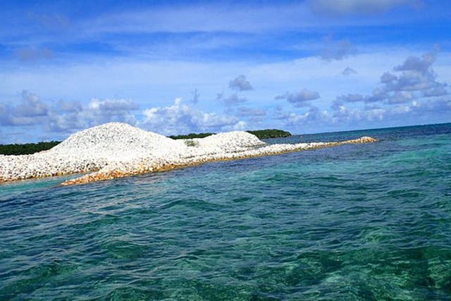 <p>Police say the child was bitten while swimming off Key Largo, Florida, on the oceanside</p>