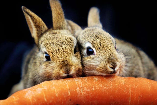 The charity cares for rescued animals (David Cheskin/PA)