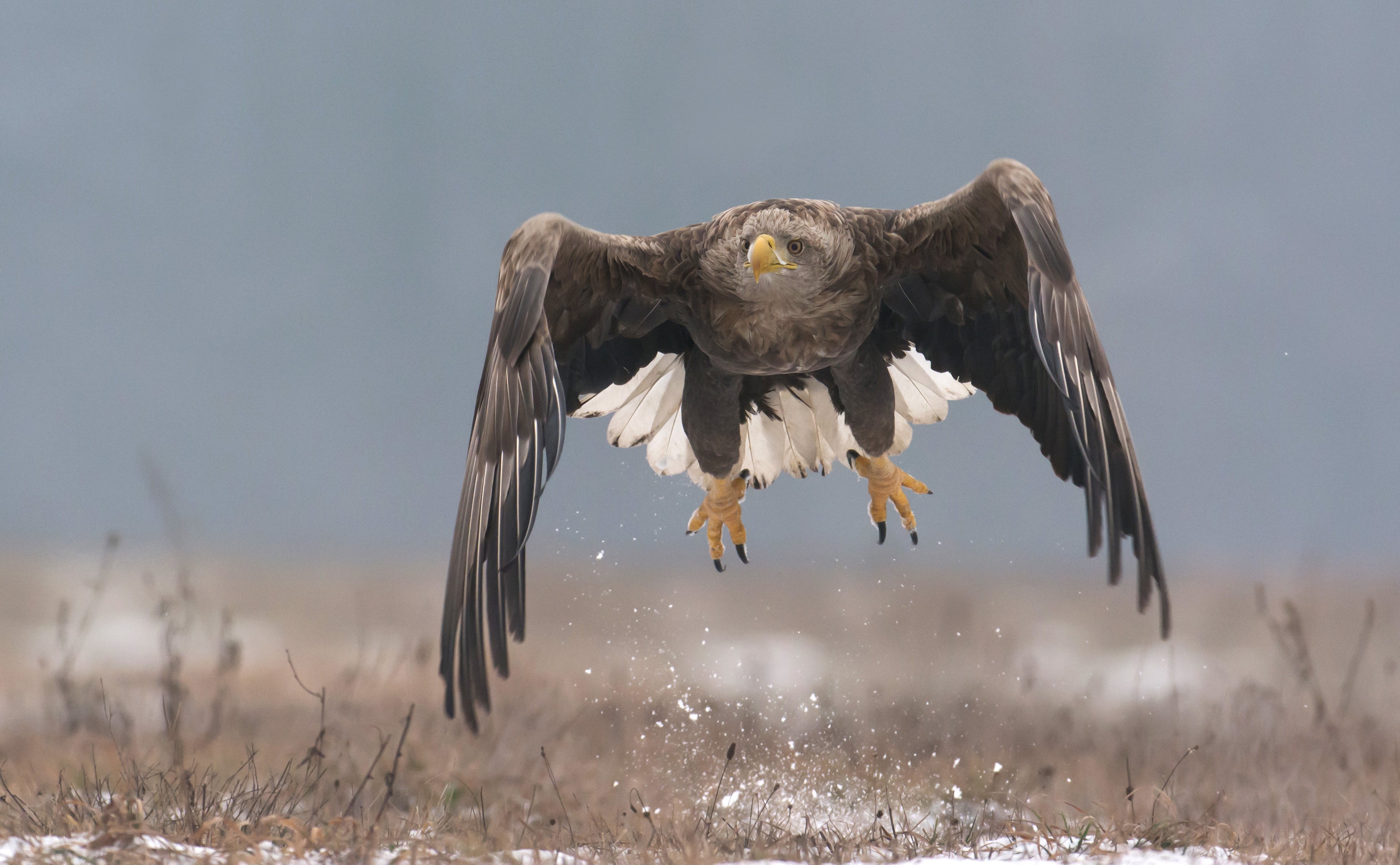 Britain’s largest bird of prey to return to Exmoor skies despite farmer’s concerns