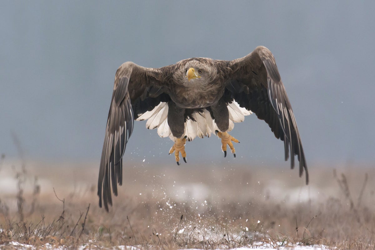 Britain’s largest bird of prey to return to Exmoor skies despite farmer’s concerns