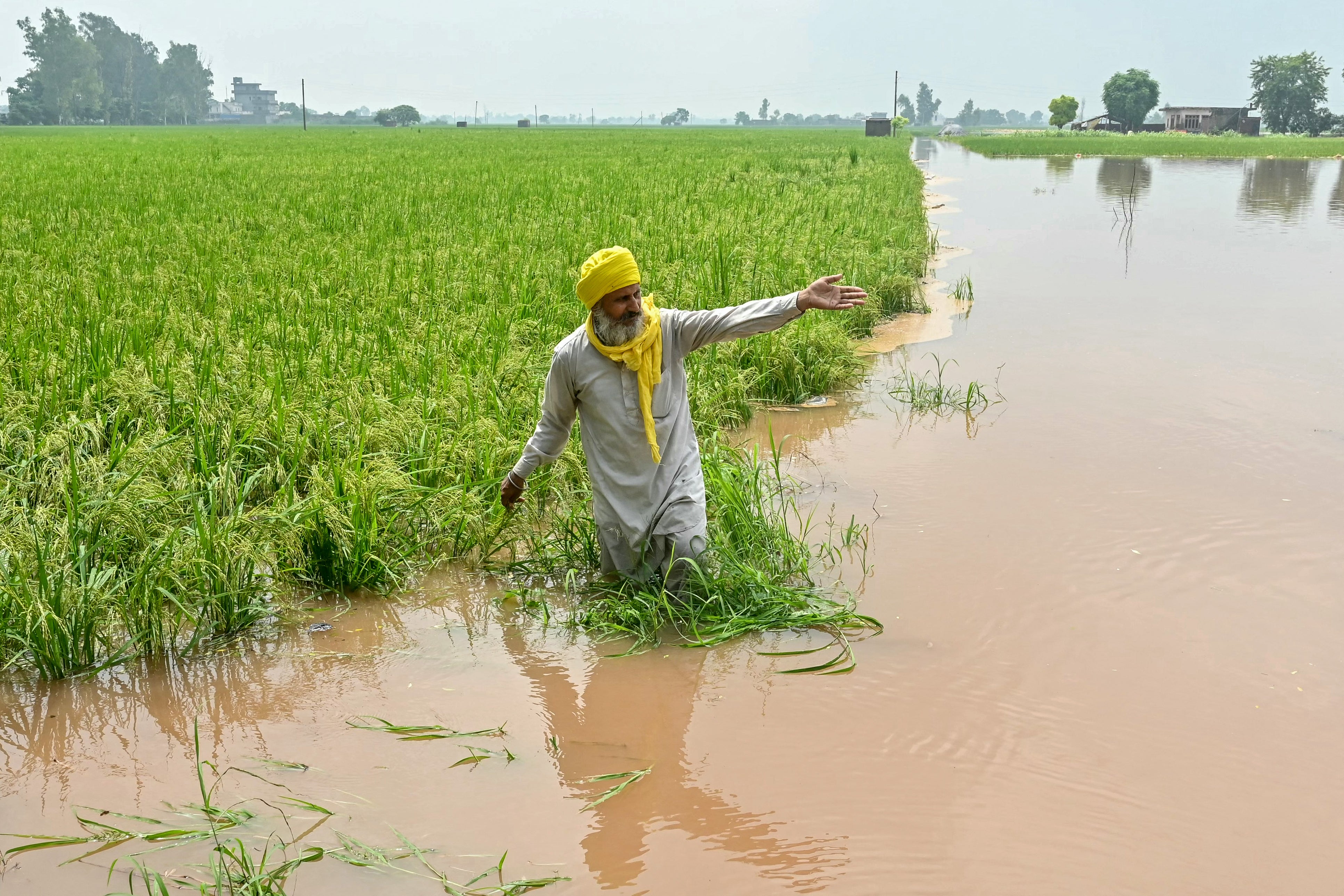 <p>A farmer surveys his submerged paddy crop at a village about 45 km from Amritsar in Punjab</p>