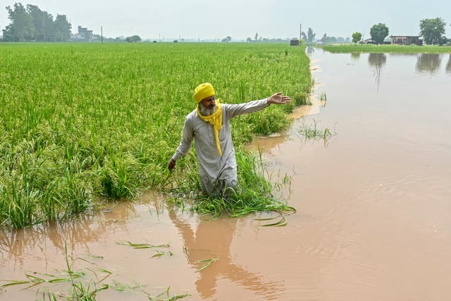 <p>A farmer surveys his submerged paddy crop at a village about 45 km from Amritsar in Punjab</p>