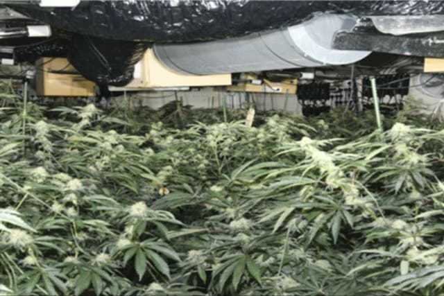 A cannabis farm was found in disused Irvine shopping centre (COPFS/PA)