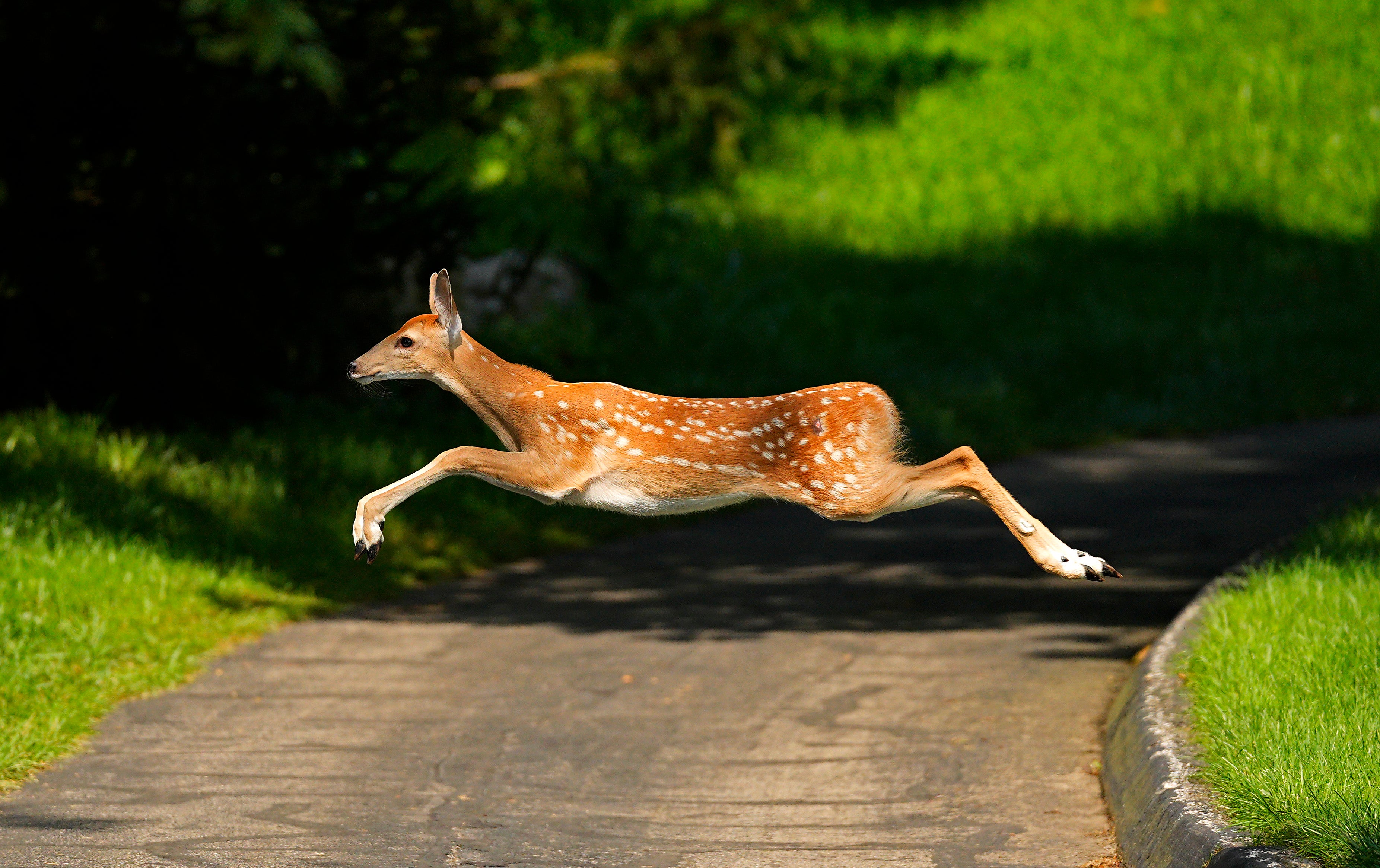 A Pennsylvania teen was killed on the way to school after a deer that was struck by another car crashed through his car’s windshield.