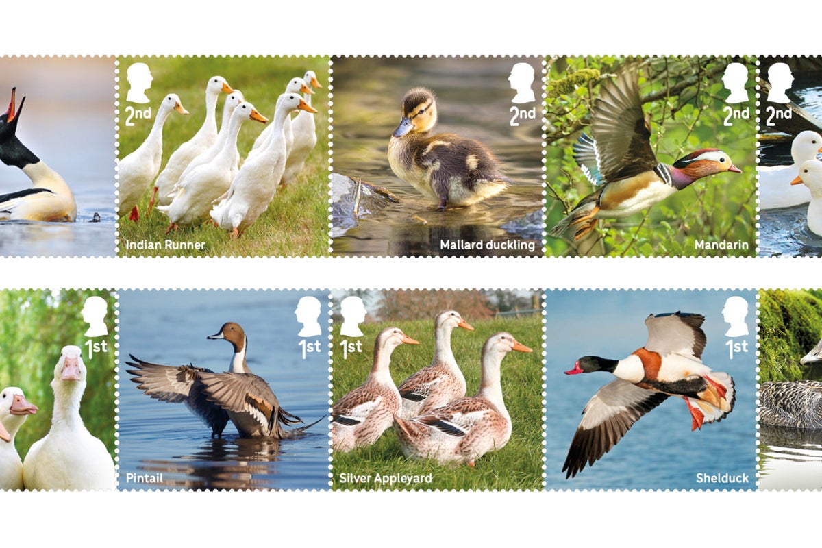 Royal Mail issues quacking collection of stamps celebrating duck species Royal Mail issues quacking collection of stamps celebrating duck species