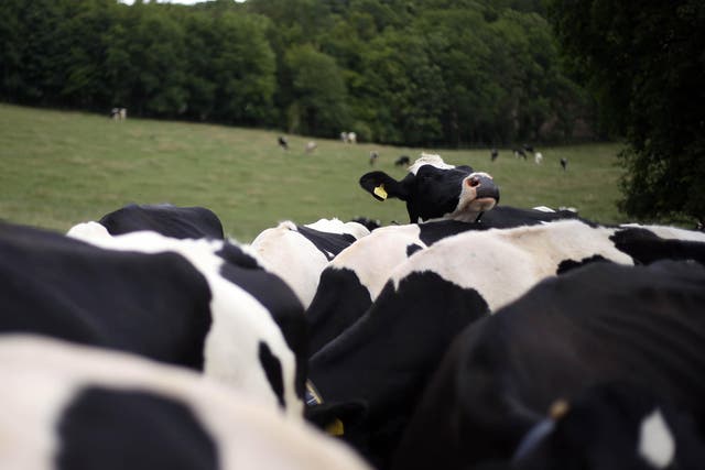 Cows graze in a field (Steve Parsons/PA)
