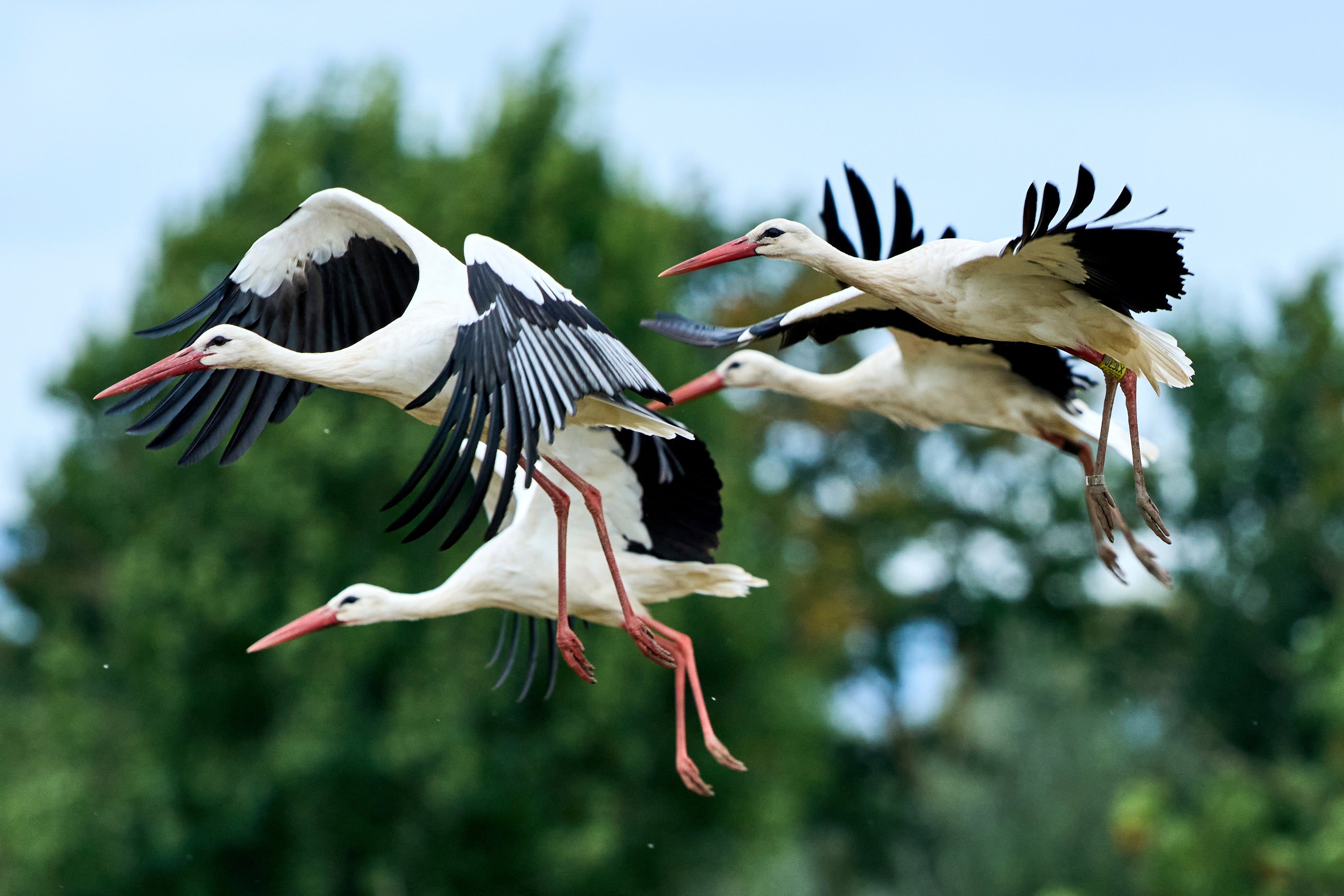 Storking point: the striking black and white birds were persecuted and hunted to extinction in Britain by the early 1400s