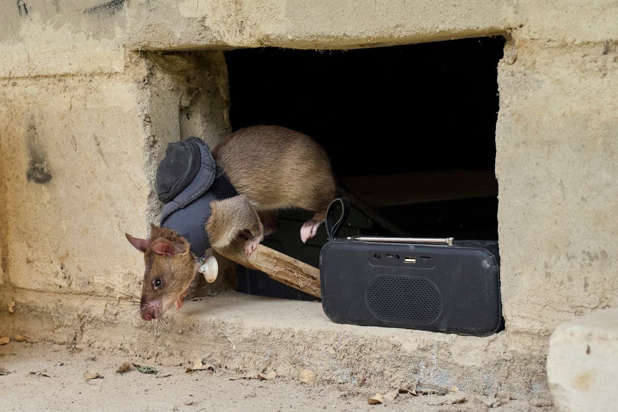 Usman Rats Trained ‘hero rats’ with sensitive noses and backpacks are saving lives ...