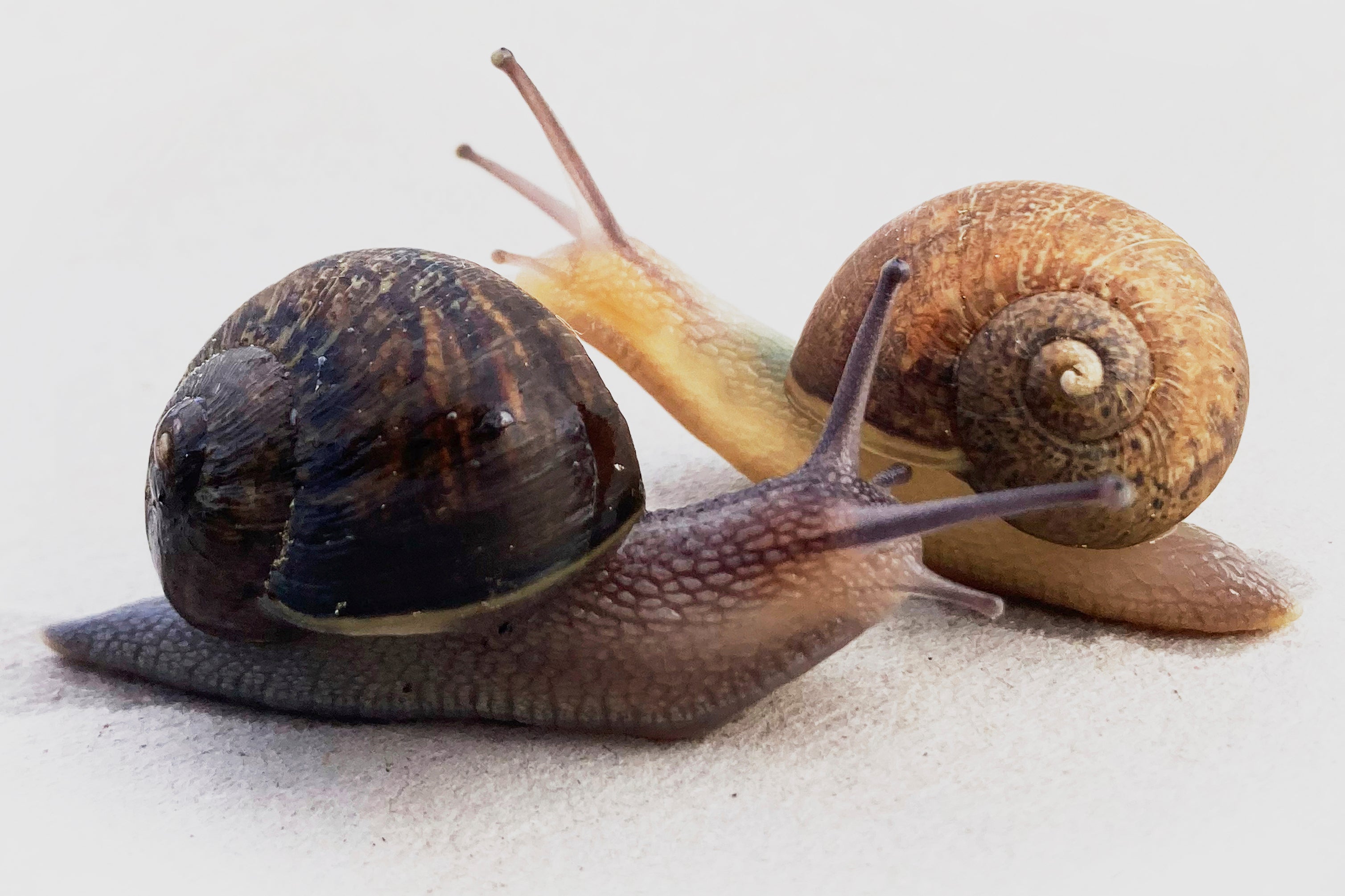 Ned, rechts, eine blassmarke Schnecke, die eine linksgirlige Hülle mit einer rechtsgipfelenden Schnecke in einer kleinen Stadt im Wairarapa, Neuseeland, am 22. August 2025 hat (Giselle Clarkson über AP) abgebildet. (Giselle Clarkson über AP)