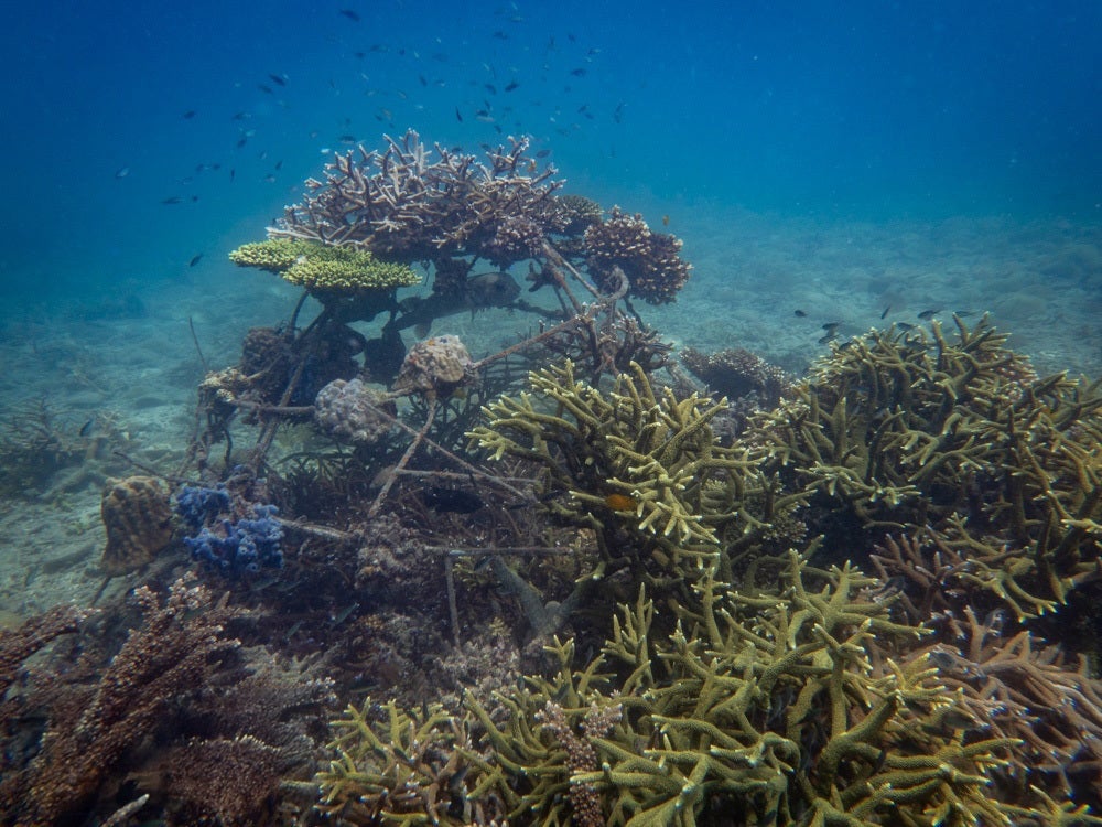 Thoughtful management and conservation closures have seen heartening reef regrowth in Thailand