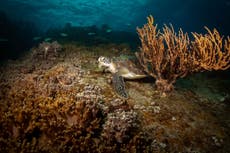 Colourful corals and crystalline seas: Dive into Thailand’s best sea life spots and reef conservation sites