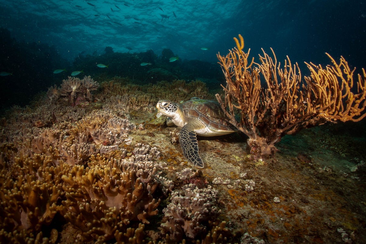 Colourful corals and crystalline seas: Dive into Thailand’s best sea life spots and reef conservation sites