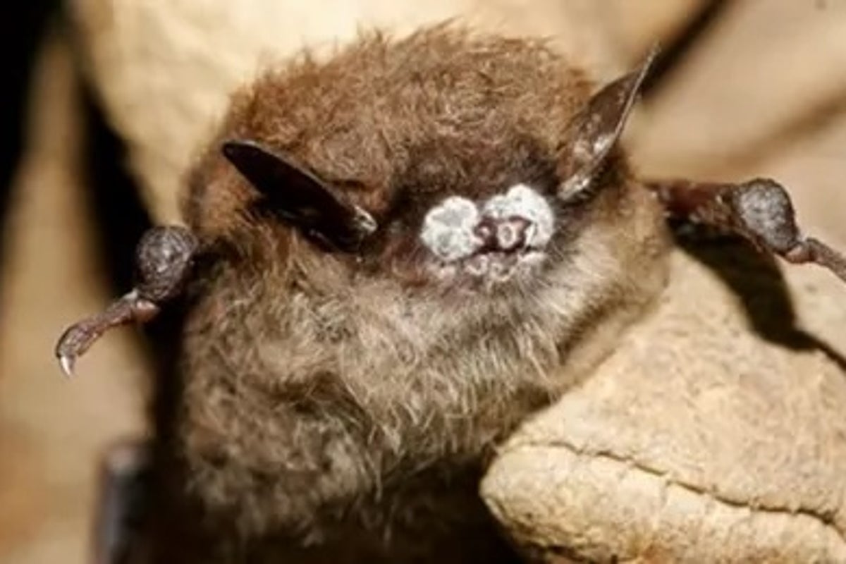 https://static.independent.co.uk/2025/09/04/16/03/BATS.jpeg?width=1200&height=800&crop=1200:800