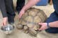 A hair-raising mystery! Officials hunt down rightful owner after 66-pound tortoise shows up on side of Indiana road