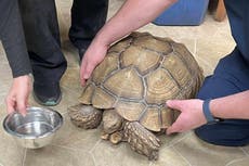 A hair-raising mystery! Officials hunt down rightful owner after 66-pound tortoise shows up on side of Indiana road