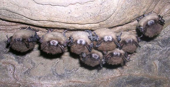 Fledermäuse zeigen die klassischen Zeichen des weißen Syndroms. Wissenschaftler überwachen sie regelmäßig auf den Pilz