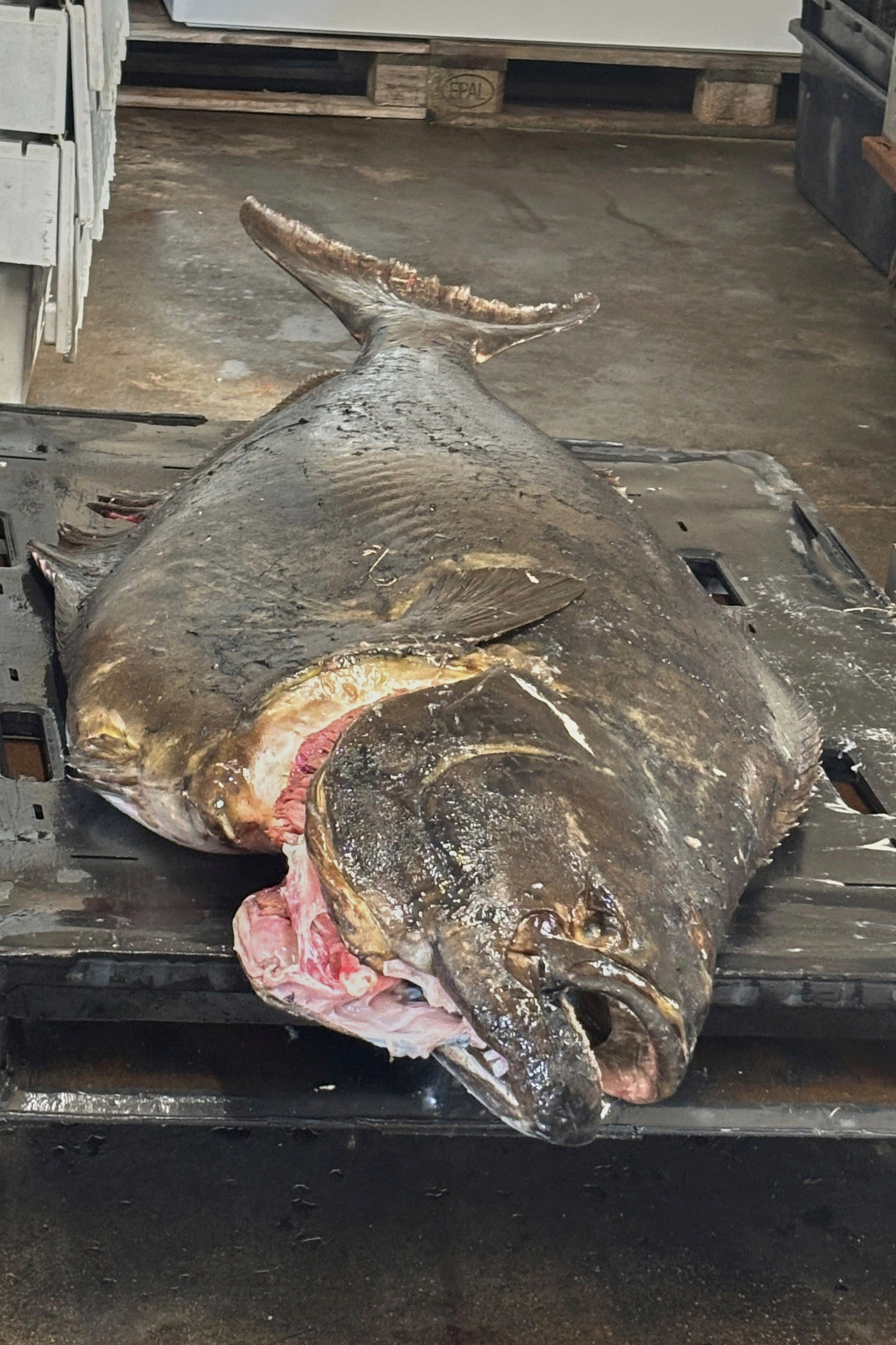 Monster Fish-Teen Angler