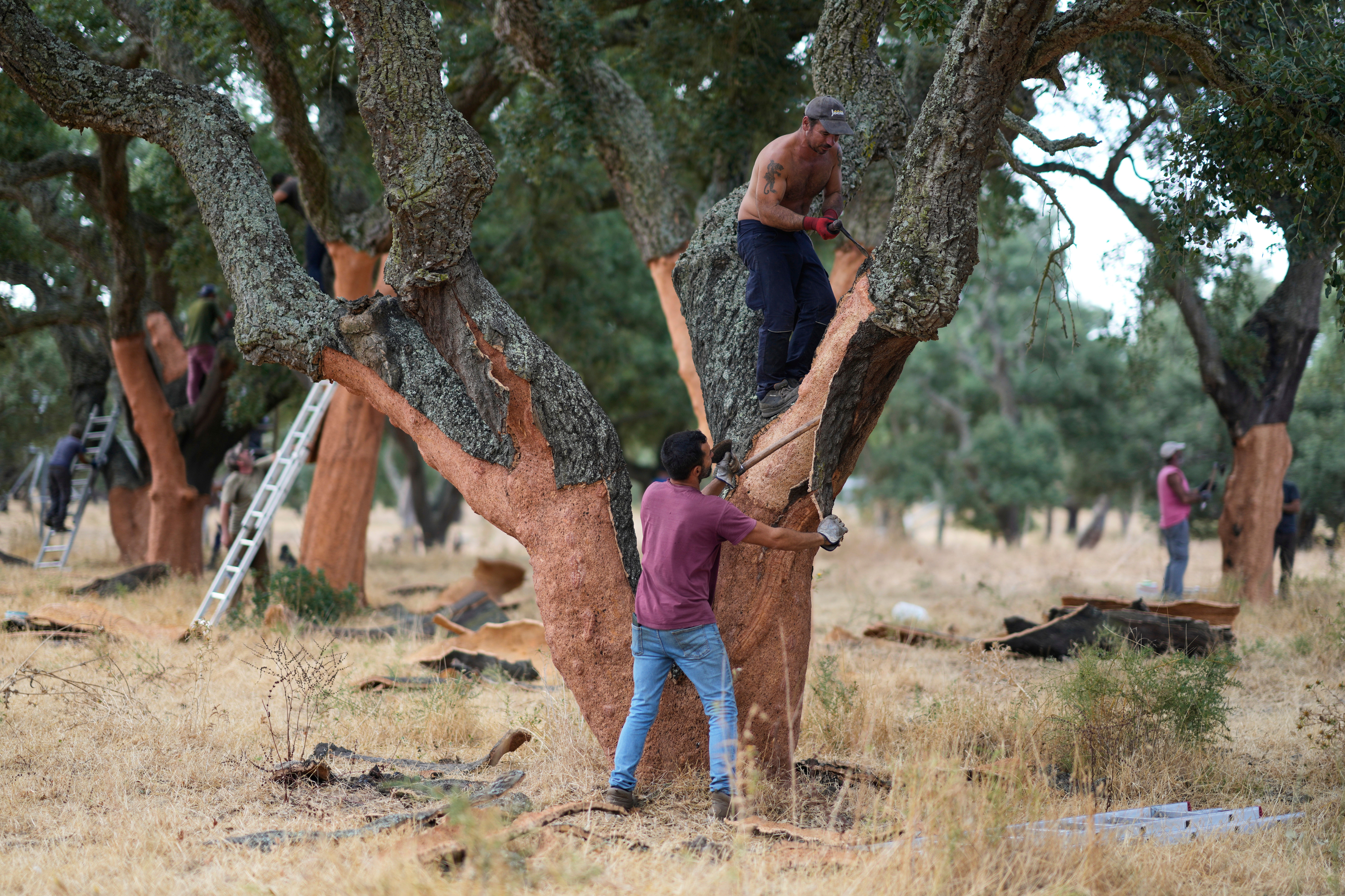 Os trabalhadores deixam a casca da árvore de cortiça, Rio Freeo, Portugal, quinta -feira, 28 de agosto de 2025 A. (AP Photo/Armando Franka)