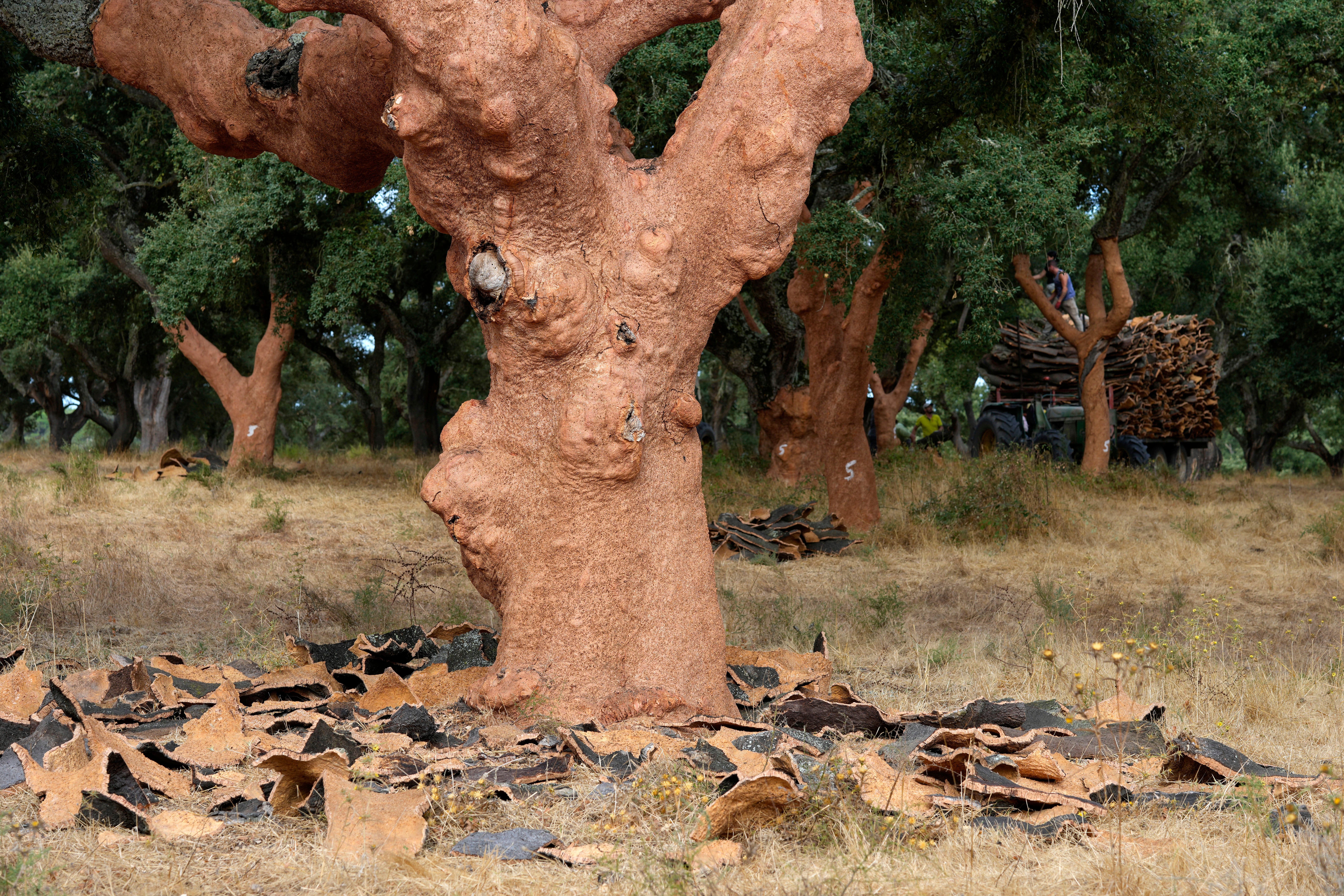 Na quinta -feira, 28 de agosto de 2021, uma laje de casca está espalhada em torno de uma árvore de cortiça logo após a árvore descascando no Rio Freeo em Portugal. (AP Photo/Armando Franka)