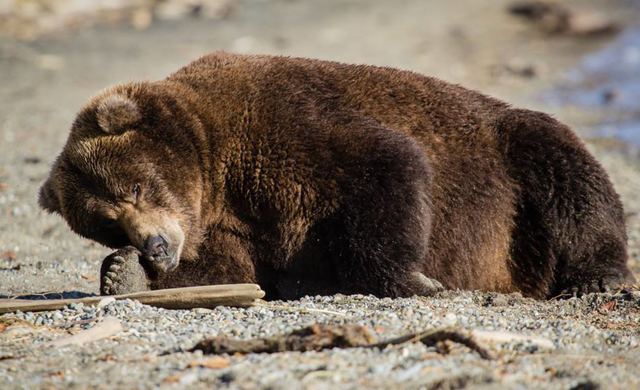 <p>The National Park Service’s competition for the bear with “peak spherical status” in Katmai National Park, Alaska, takes place from September 23 to 30. </p>