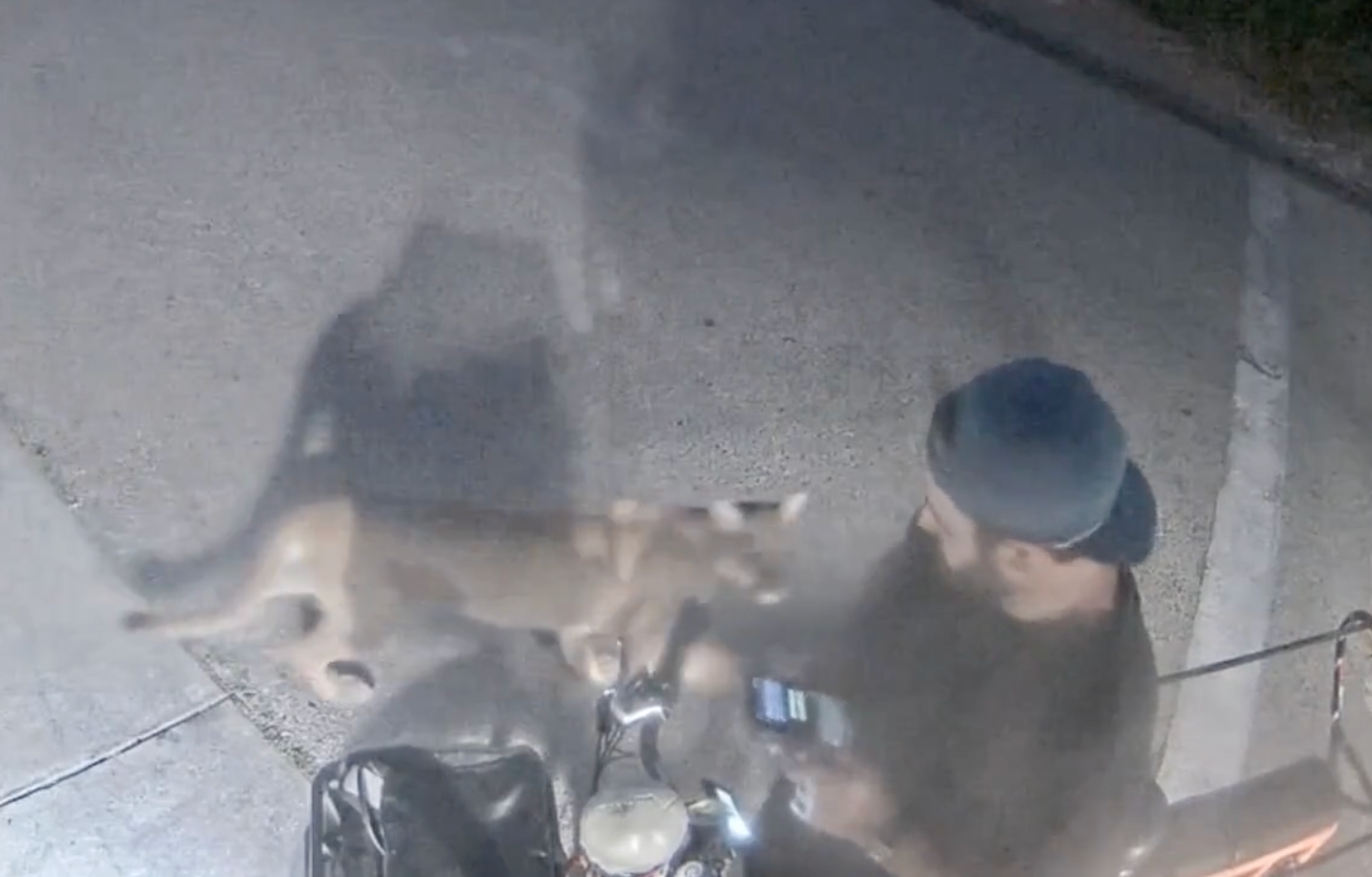 <p>Mountain Lion Walks Past Man at Leo Carrillo State Park</p>