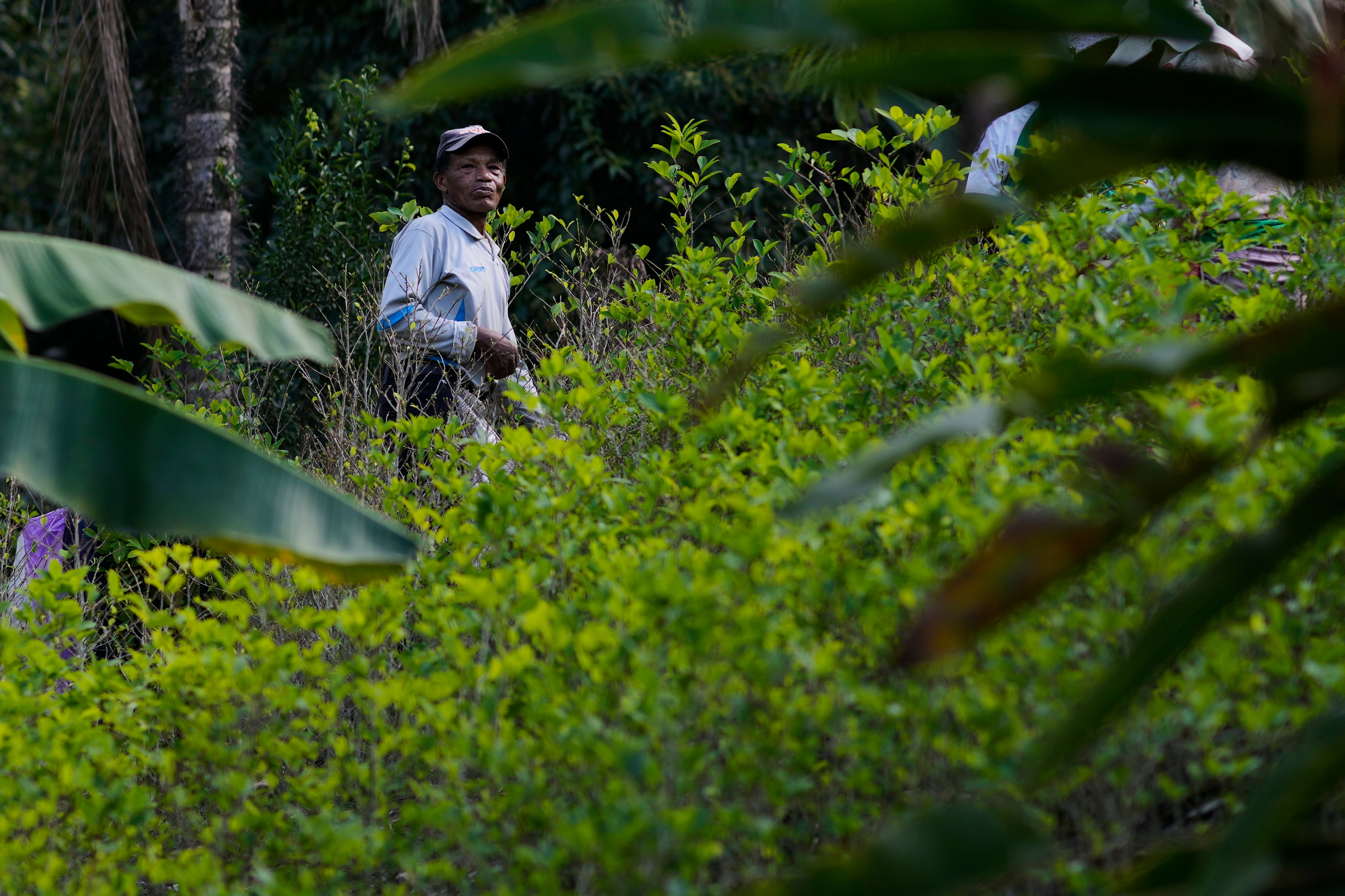 Bolivia Sacred Coca Leaf