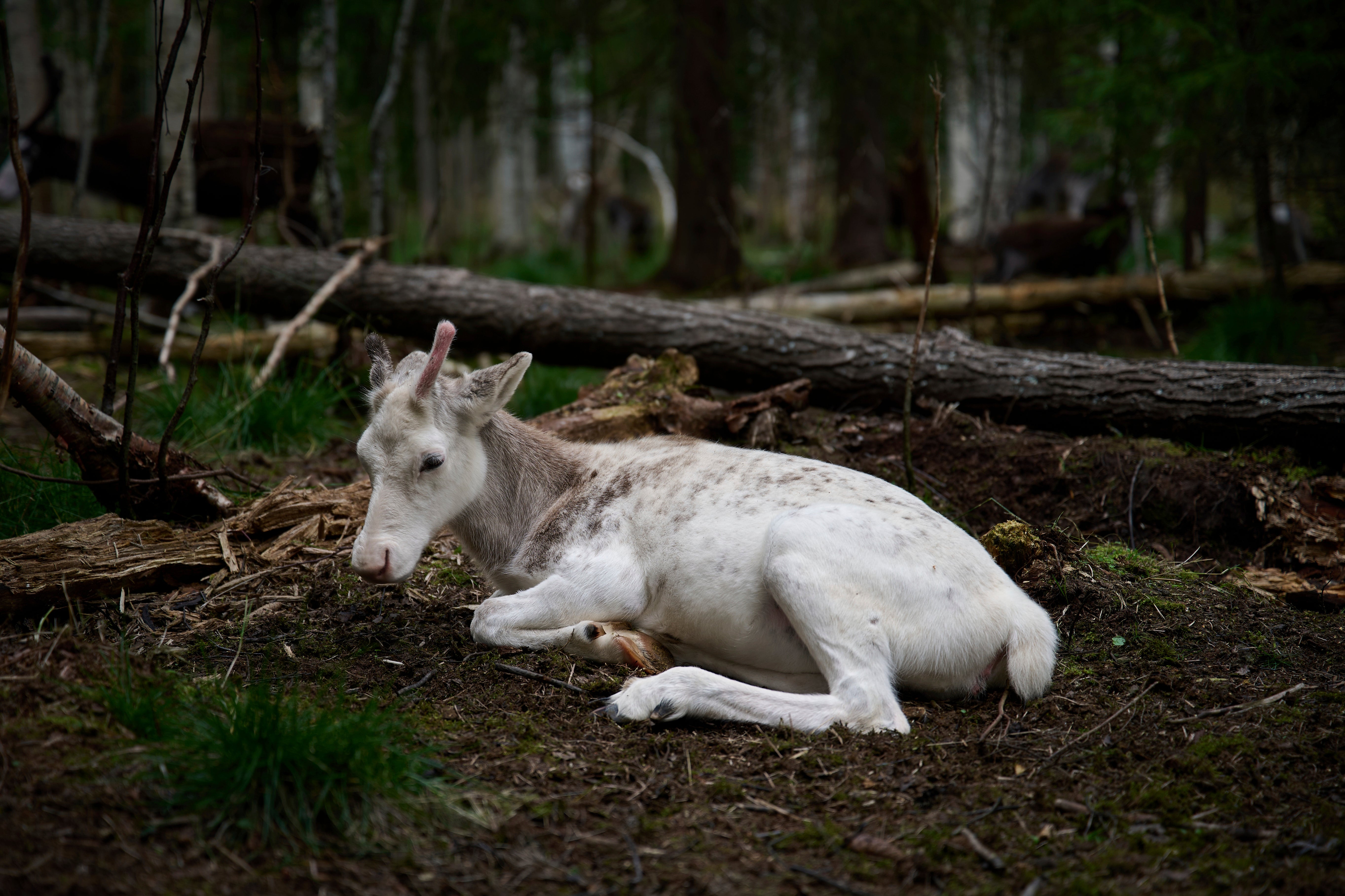A reindeer calf rests at a farm in Lulea, Sweden, Saturday, Aug. 16, 2025. (AP Photo/Malin Haarala)