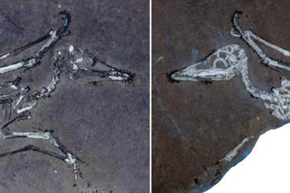 "La straordinaria evoluzione dei giovani pterosauri: nuove scoperte sulla crescita e il volo di queste creature preistoriche"
