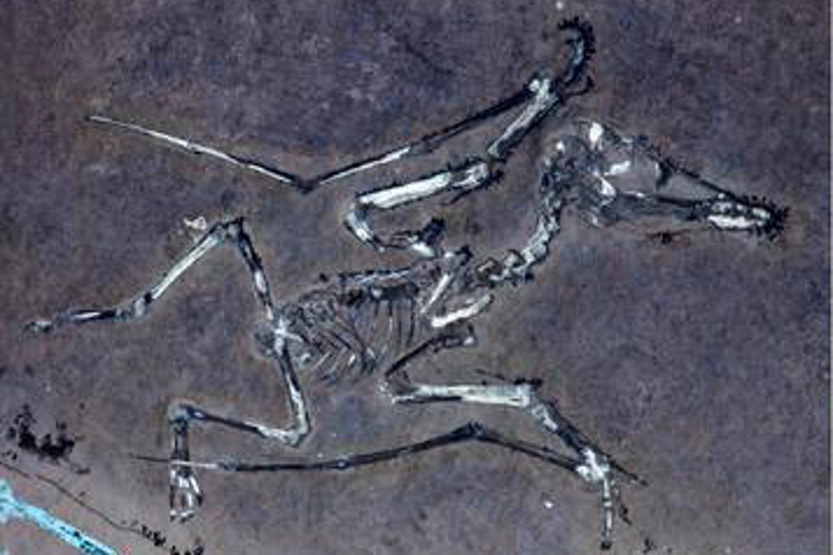 "Scoperti fossili di pterosauri giovani: nuove scoperte sulle tempeste del Giurassico"