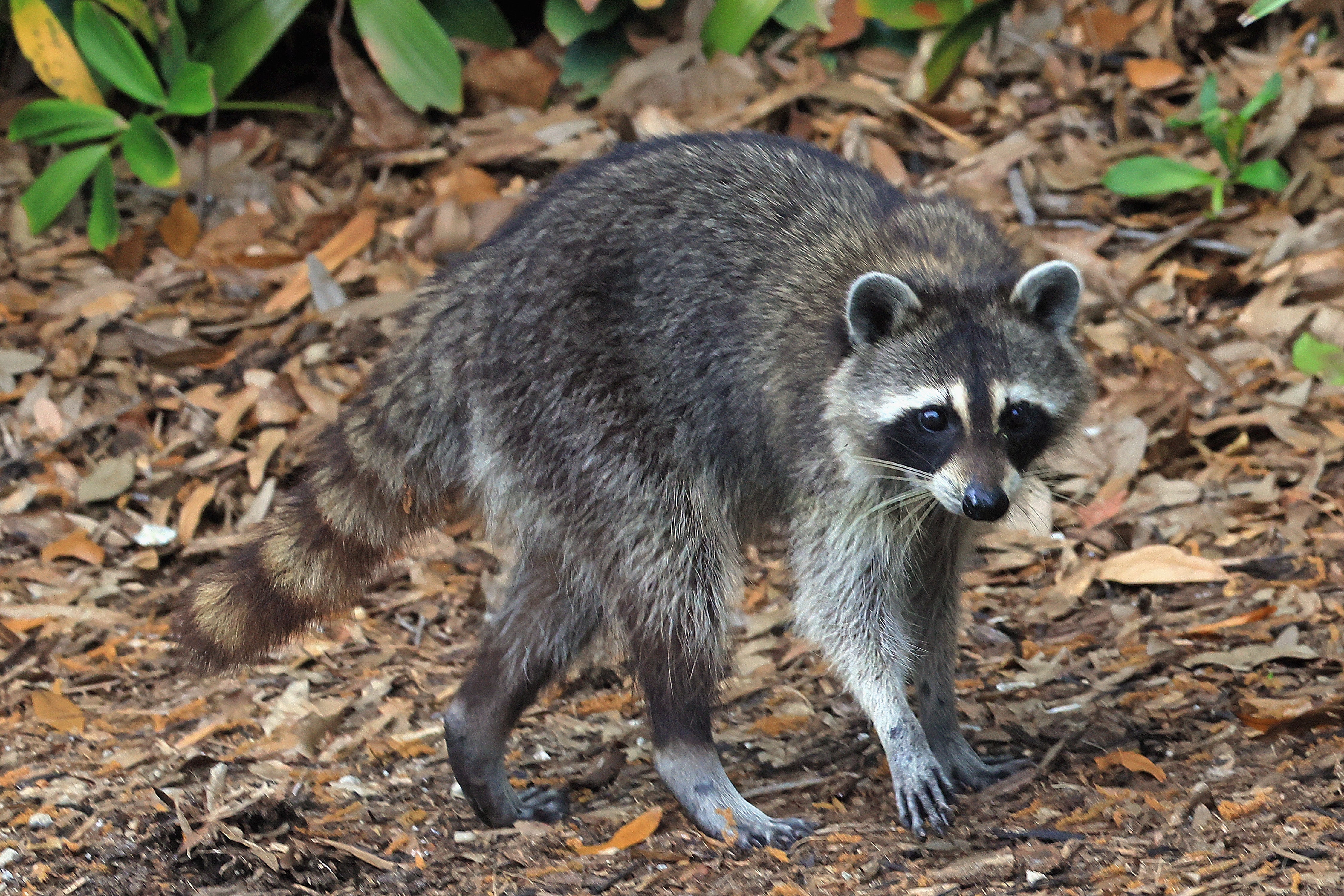 A nurse in Kentucky has gone viral after performing CPR on a raccoon that had passed out drunk after eating too many fermented peaches (stock image)