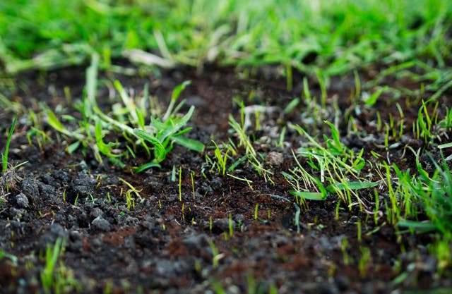 <p>Autumn is the best time to breathe life back into your grass</p>