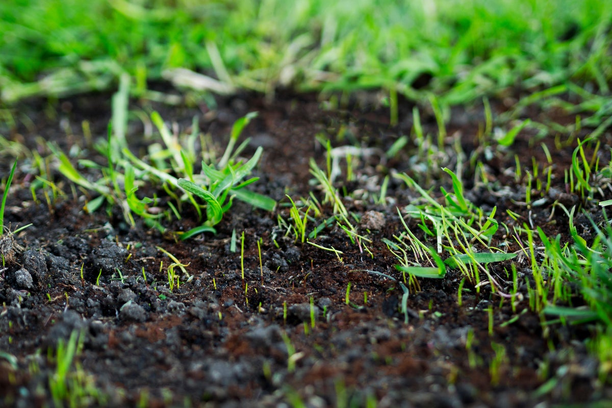 How to revive your lawn in autumn after back-to-back heatwaves