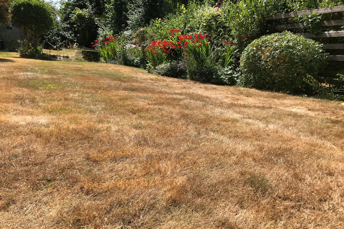 How to revive your lawn in autumn