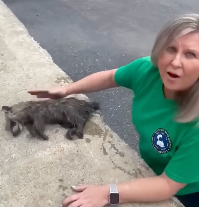 Kentucky nurse saves raccoon’s life with CPR after it got drunk on