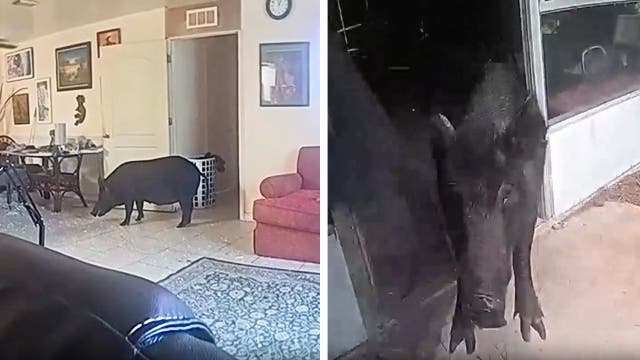 <p>Boar found in Florida lounge</p>