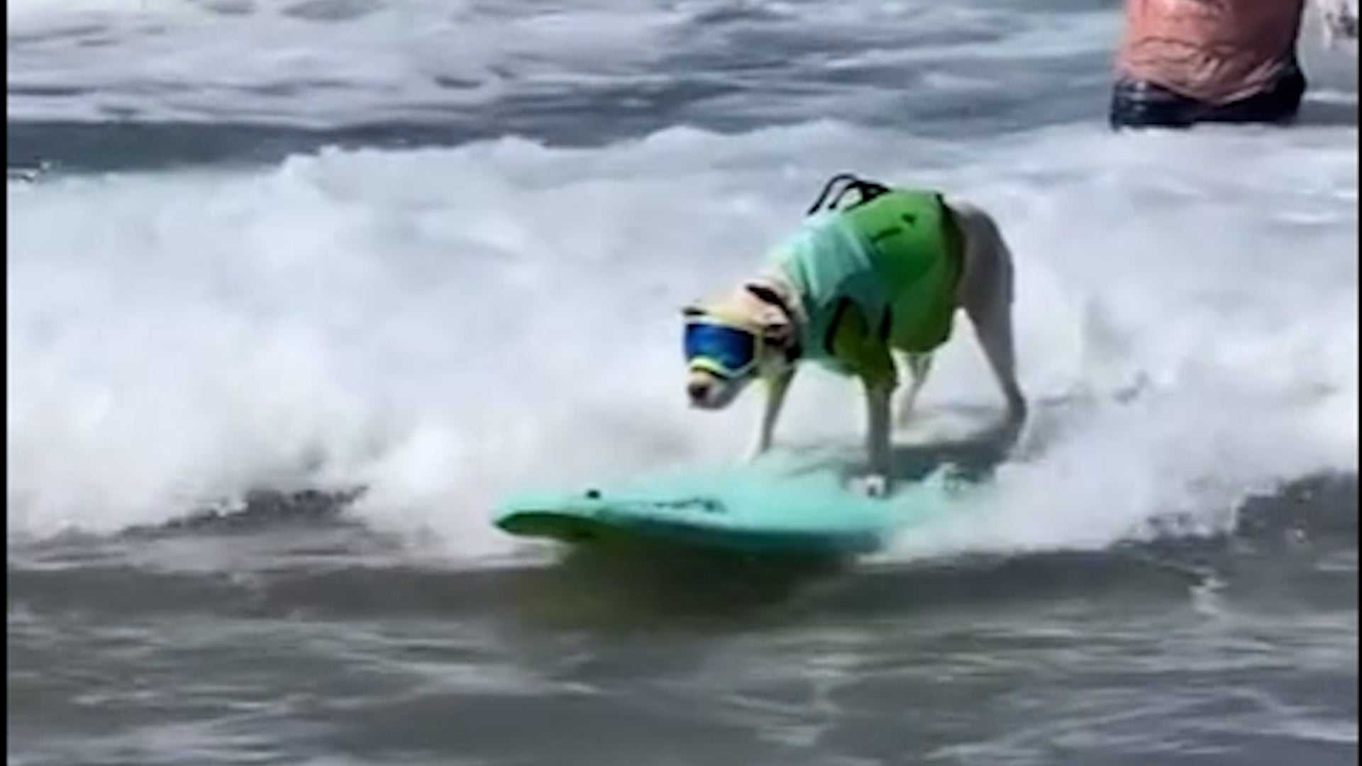 <p>Dogs hit the waves at annual surf-a-thon</p>