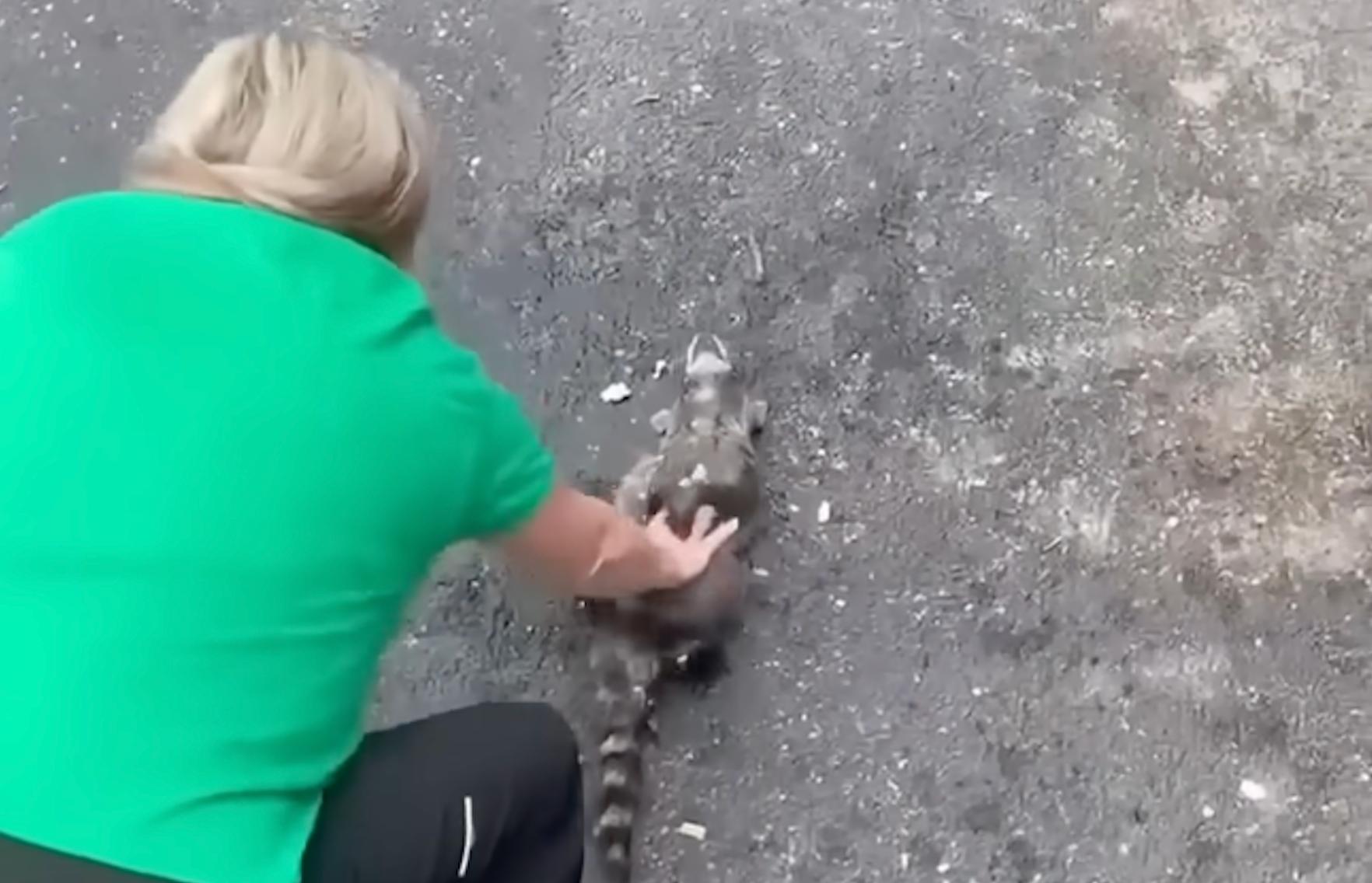 <p>A nurse in Kentucky has gone viral after performing CPR on a raccoon that had reportedly passed out drunk after eating too many fermented peaches</p>