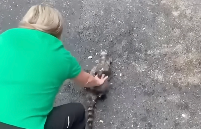 <p>Una enfermera de Kentucky se hizo viral tras practicar la reanimación cardiopulmonar a un mapache que, al parecer, se había desmayado borracho tras comer demasiados duraznos fermentados</p>