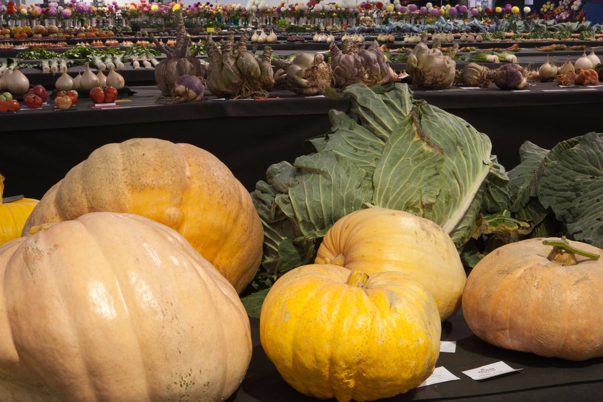 Giant veg record-breakers reveal their secrets of success