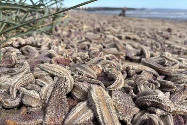 <p>Thousands of starfish washed up on Kirkcaldy beach in Fife on Monday</p>