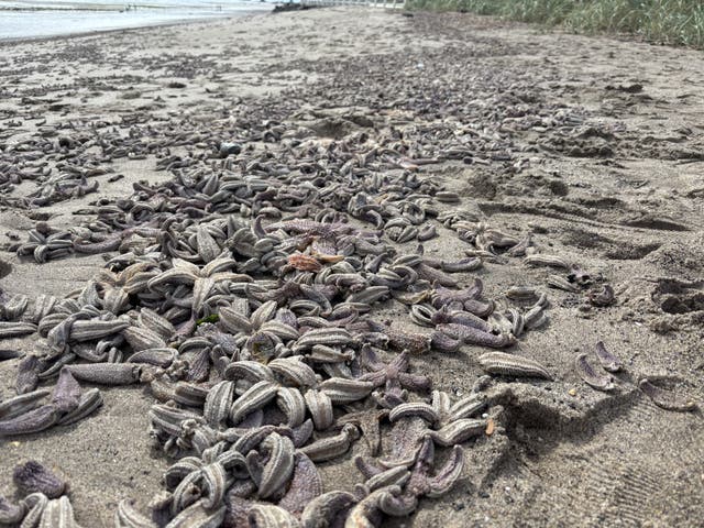 <p>Thousands of dead starfish remained strewn across the beach on Tuesday </p>
