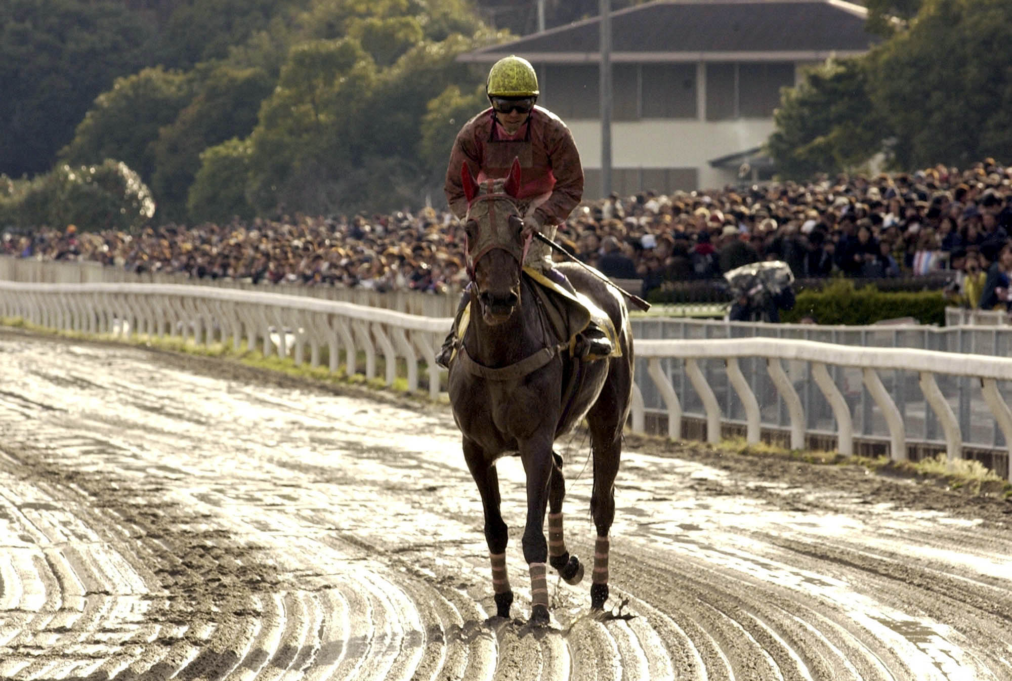 Haru Urara, whose name means ‘glorious spring’ was born in the northern island of Hokkaido in 1996. She suffered her first loss at the Kochi Racecourse in southwestern Japan in November 1998
