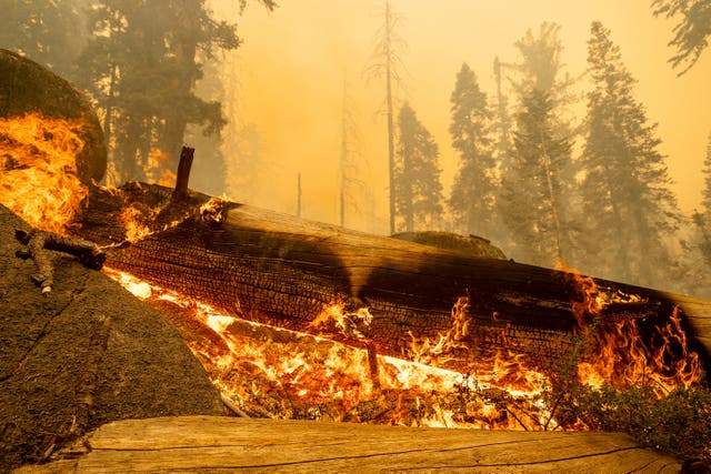 <p>A major study of more than 200 heatwaves this century has found that as many as one in four would not have been possible in a world without human-driven global heating</p>