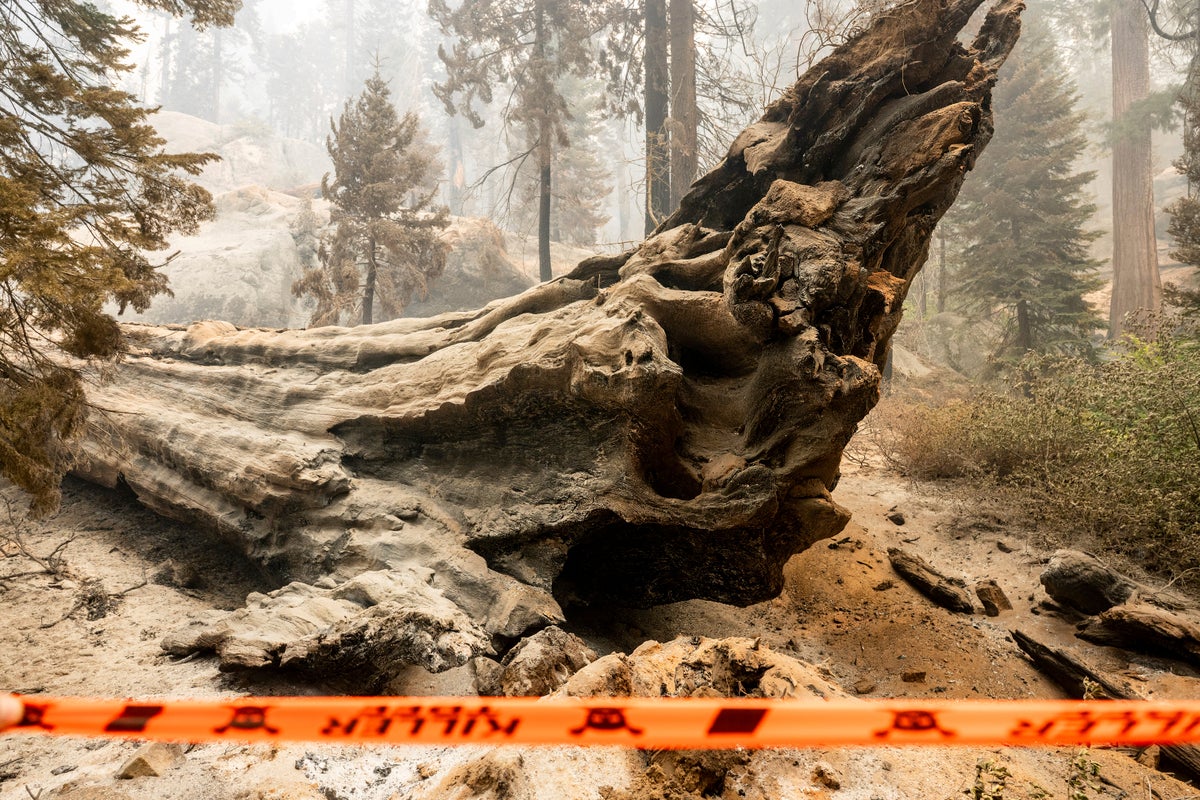 Grove of giant sequoia trees burns in California's Sierra National Forest