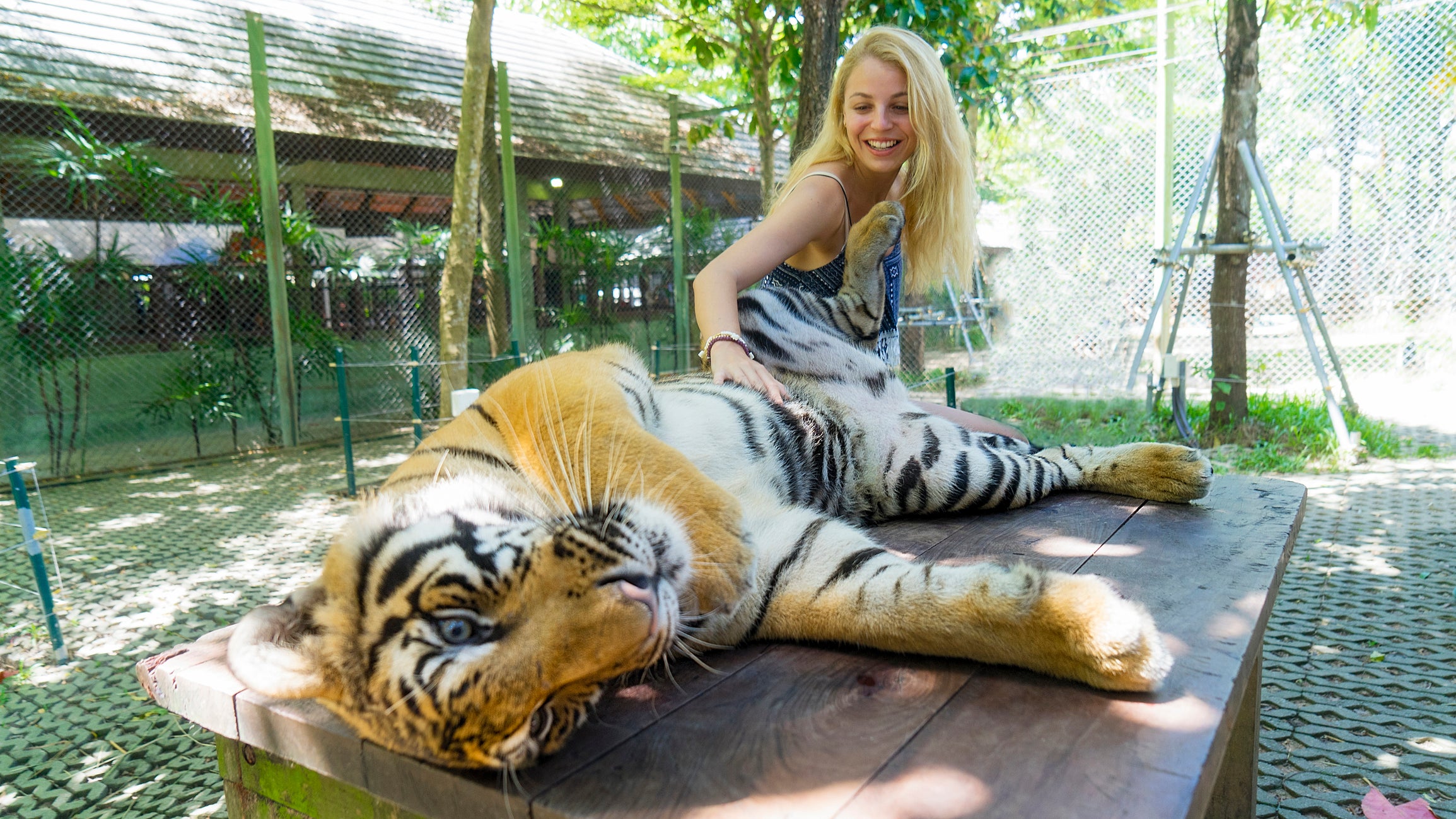 Many tourists want to stroke or cuddle big cats, but these animals have often been drugged to keep them safe around humans