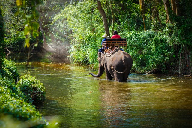 <p>Elephant rides have been common in countries like Thailand, but the practice is now considered unethical and harmful to the animals</p>