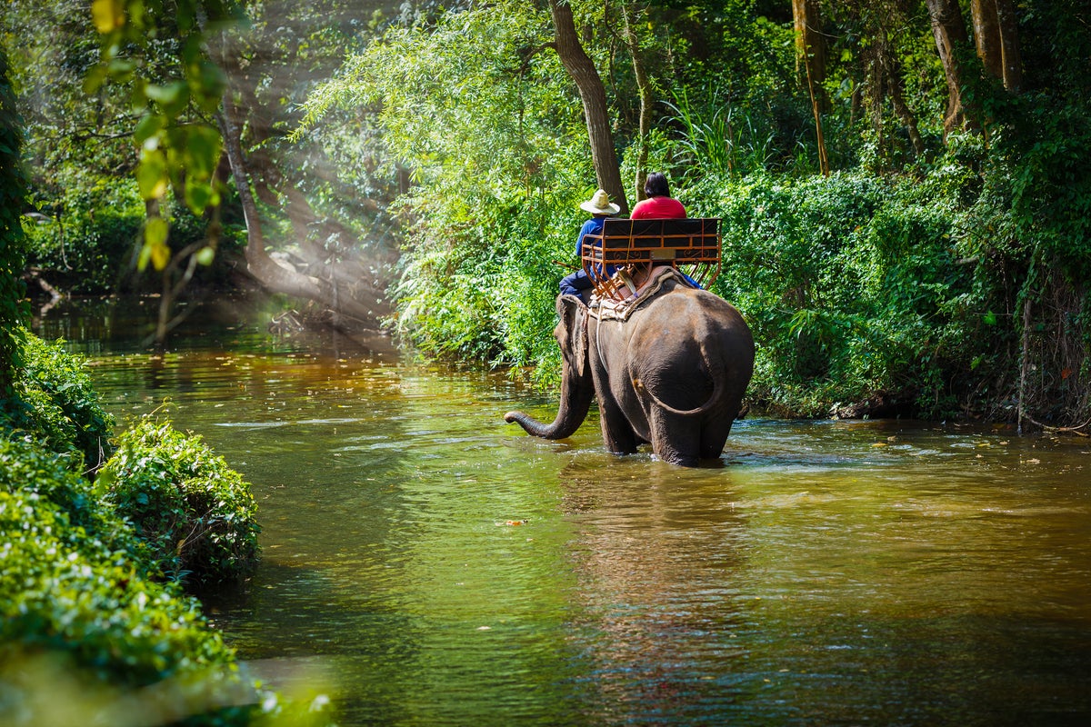The wildlife mistakes I’ve made on holiday – from cuddling chimpanzees to riding elephants