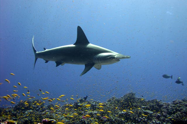 <p>A scalloped hammerhead shark. Scientists warn of health consequences of eating endangered shark meat</p>