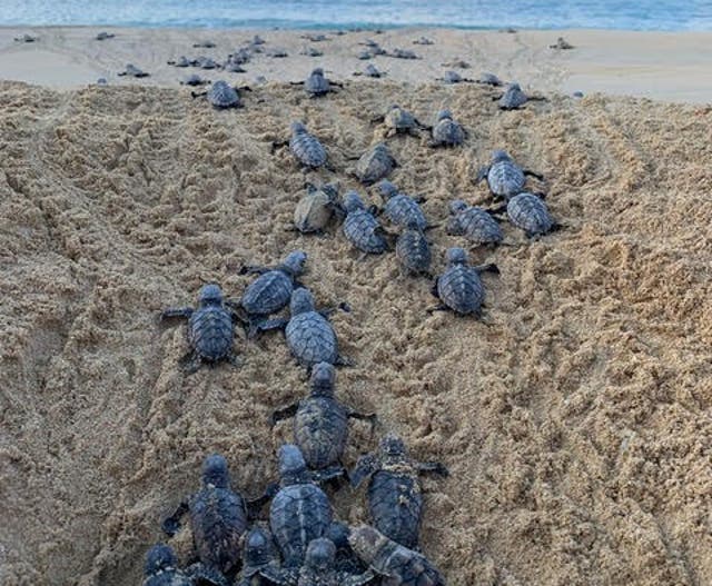 Hotels now have very specific concierge services, from sandcastle ...